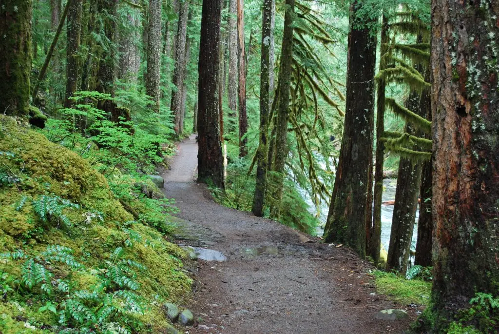 Image without text. A dirt pathway in the middle of the woods with beautiful tall trees on either side of the path. Lush greenery on both sides.